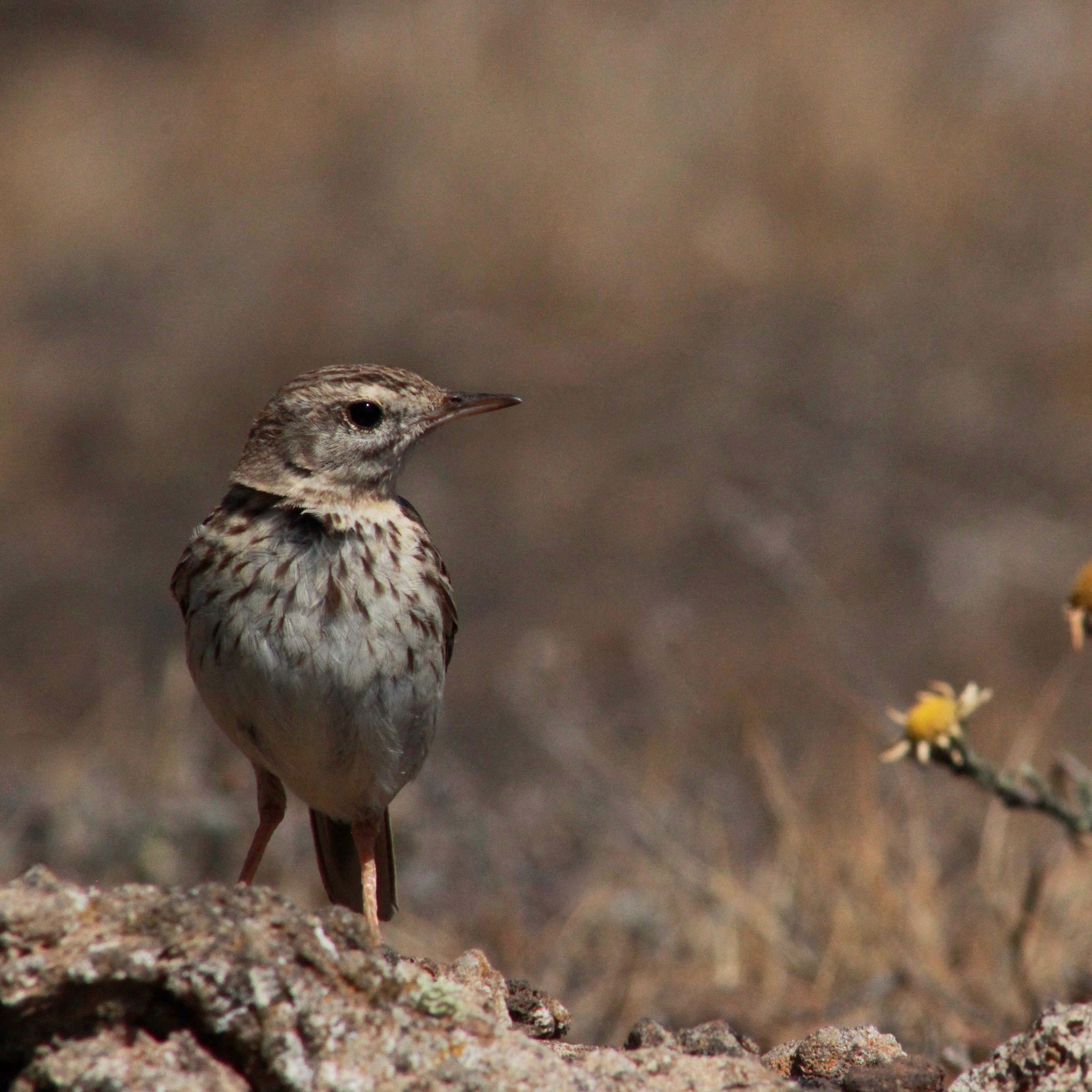 Berthelot's Pipit