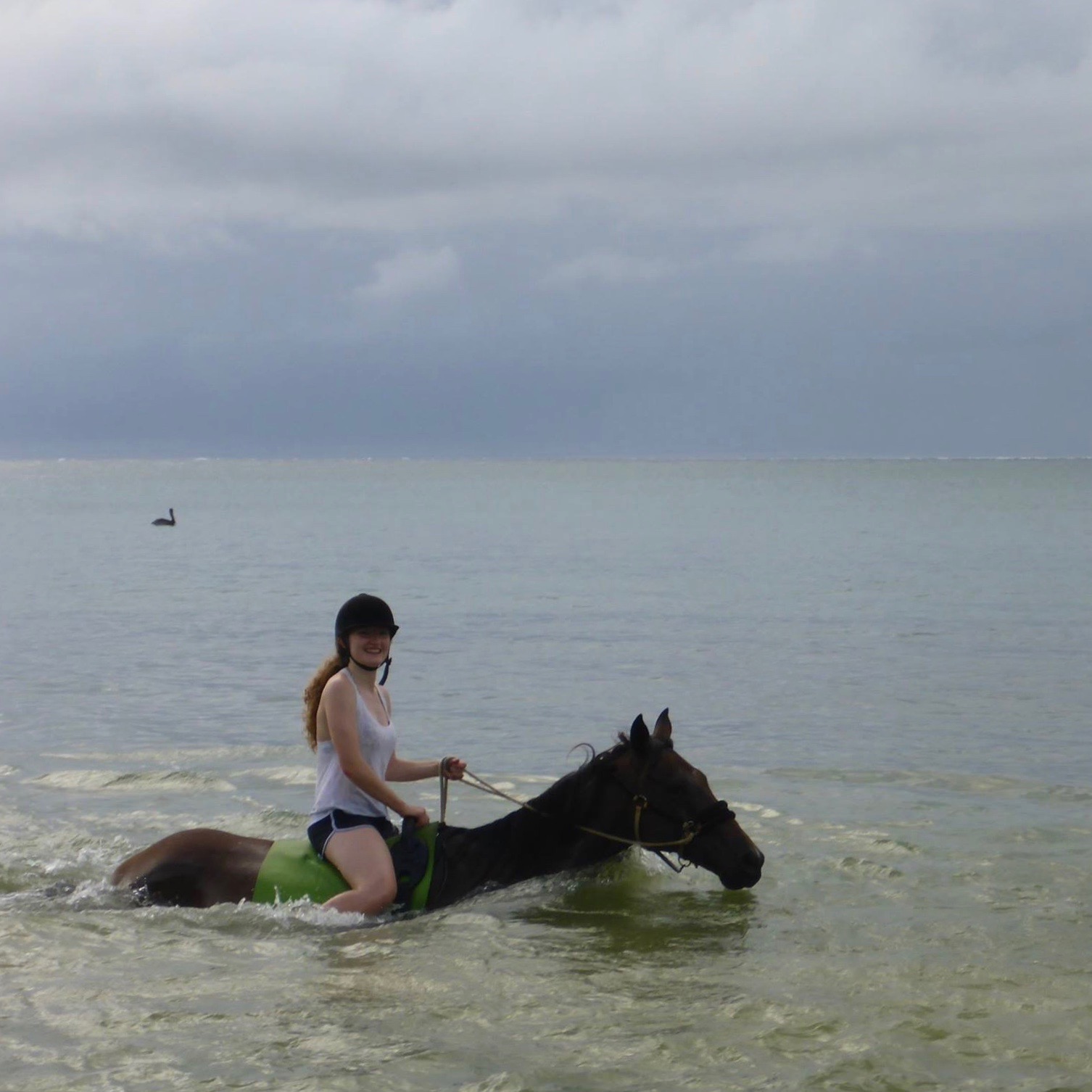 Sea horse